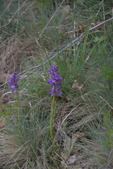 Anacamptis morio