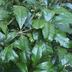 Cassipourea malosana