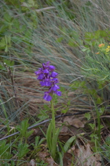 Anacamptis morio
