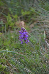 Anacamptis morio