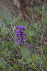 Anacamptis morio
