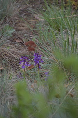 Anacamptis morio
