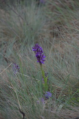 Anacamptis morio