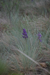 Anacamptis morio