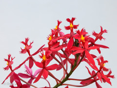 Epidendrum × obrienianum