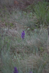 Anacamptis morio
