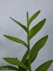 Epidendrum × obrienianum