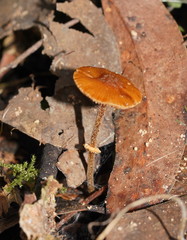Conocybe filaris