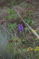 Anacamptis morio