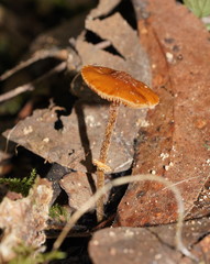 Conocybe filaris