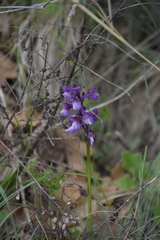 Anacamptis morio