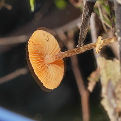 Conocybe filaris