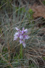 Anacamptis morio