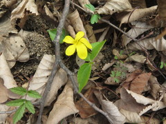 Viola orientalis