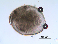 Chydorus sphaericus