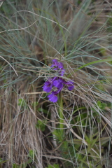 Anacamptis morio