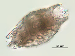 Mytilina mucronata