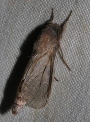 Phragmataecia fusca