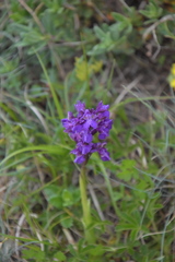 Anacamptis morio