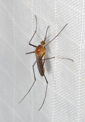 Coquillettidia xanthogaster