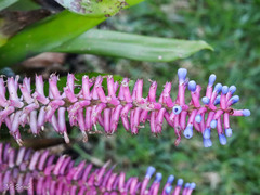 Aechmea gamosepala