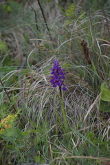 Anacamptis morio