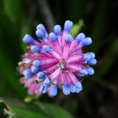 Aechmea gamosepala