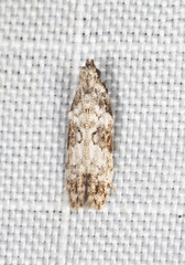 Hypatima