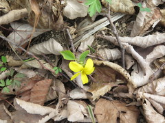 Viola orientalis