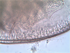 Chydorus sphaericus