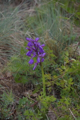 Anacamptis morio
