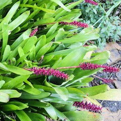Aechmea gamosepala
