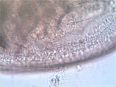 Chydorus sphaericus