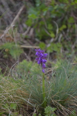 Anacamptis morio