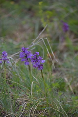 Anacamptis morio