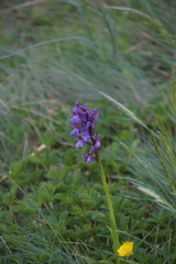 Anacamptis morio