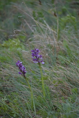 Anacamptis morio