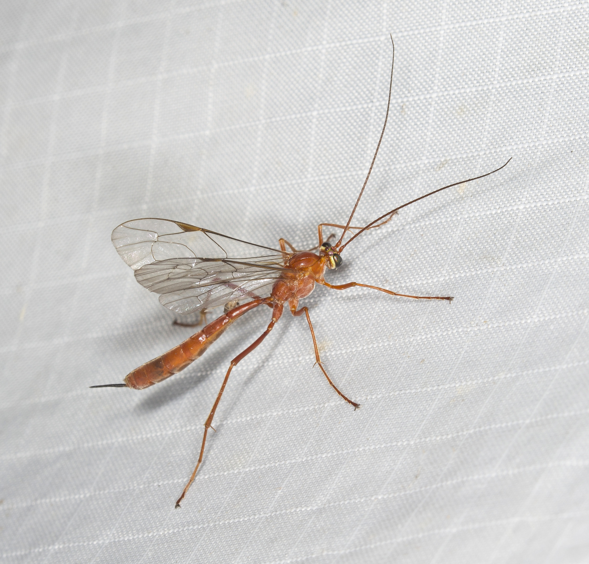 Netelia Infractor Are Netelia Wasps Dangerous