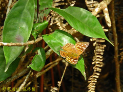 Dodona eugenes esakii