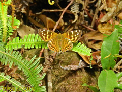 Dodona eugenes esakii