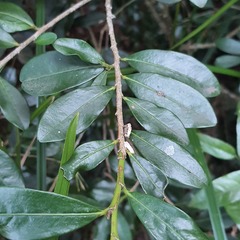 Erythroxylum emarginatum