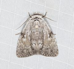 Barasa cymatistis