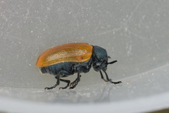 Labidostomis longimana