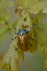 Labidostomis longimana