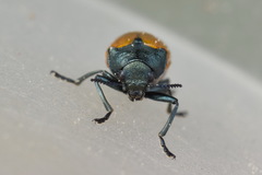 Labidostomis longimana