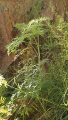 Notobubon gummiferum