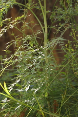 Notobubon gummiferum
