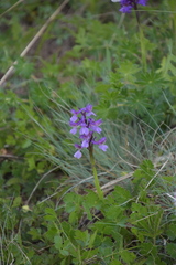 Anacamptis morio