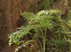 Notobubon gummiferum