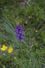 Anacamptis morio